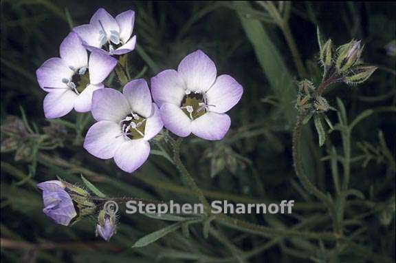 gilia tricolor ssp diffusa 4 graphic